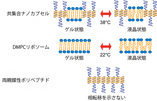 示差走査熱量測定の結果と共集合ナノカプセルの相転移の模式図の画像