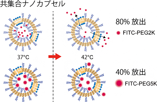 共集合ナノカプセルにおける内包分子の温度応答放出挙動の図