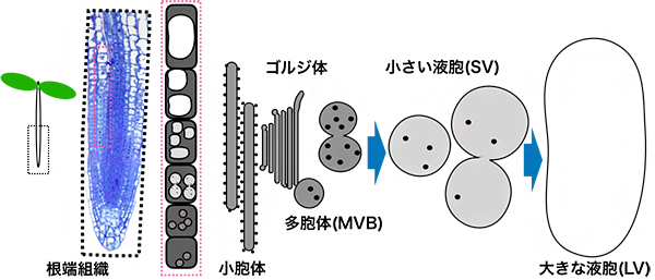 シロイヌナズナ根端の表皮細胞層の液胞形成機構の図