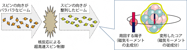 スピン整列した75Cuビームと、75Cuにおいて変形したコアを周回する陽子の図