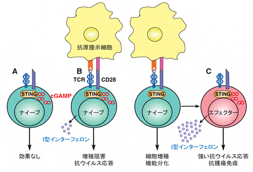 T細胞のSTINGによる抗ウイルス応答の誘導の図