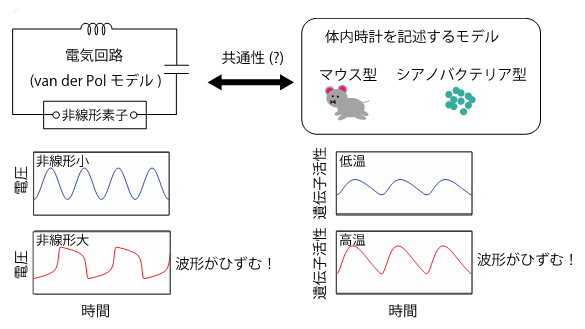電気回路モデルと生物の体内時計のモデルに見られる波形のひずみの効果の共通性の図