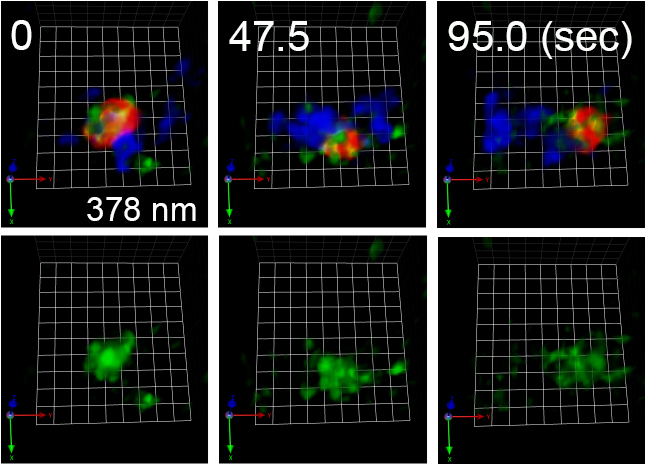 COPⅠ被覆タンパク質の機能が阻害された出芽酵母株における積荷タンパク質の移動の図