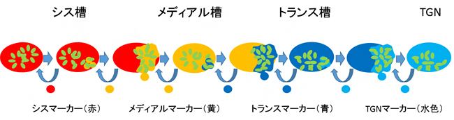 積荷タンパク質のゴルジ体内輸送モデルの図