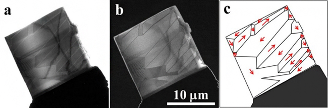 FeGa単結晶を観察したホロコーン・フーコー像の図