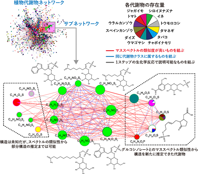 植物代謝物ネットワークの応用例の図