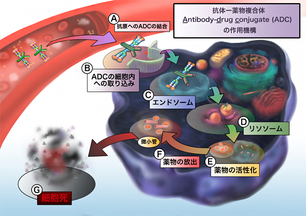 抗体-薬物複合体の作用機序の図