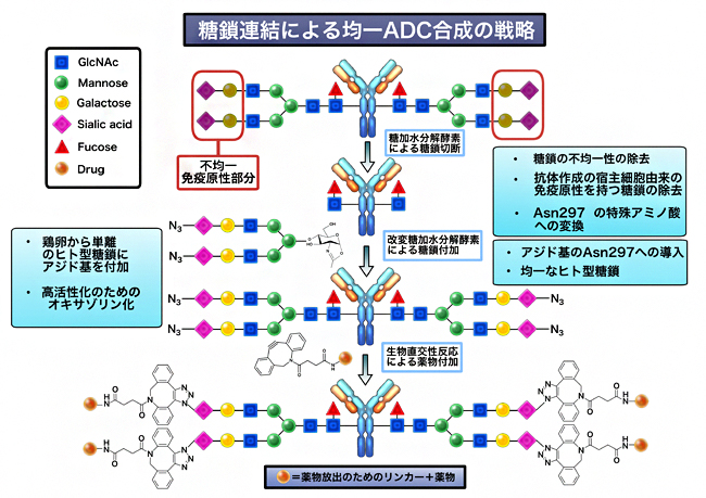 糖鎖連結均一抗体－薬物複合体作製戦略の図