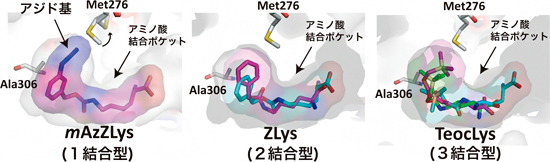 AF変異PylRSと3種類の人工アミノ酸の複合体の図