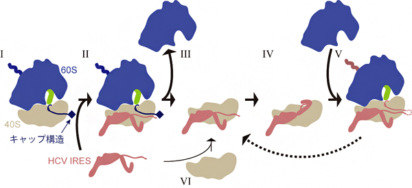 HCVのIRESが翻訳装置リボソームを乗っ取る過程の模式図の画像