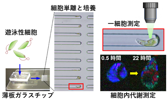 ガラス製マイクロ流体チップ内での泳ぐ細胞の単離・培養・代謝測定の図
