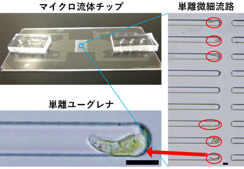 ガラス製マイクロ流体チップの写真の図