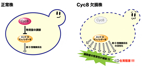 転写抑制因子Cyc8によるエンドO-マンノシダーゼの活性制御の図