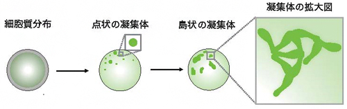 Par複合体（緑）の凝集により培養細胞で非対称性が生まれるまでの概要図の画像
