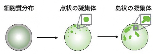 培養細胞上で非対称性が生まれる過程の概略図の画像