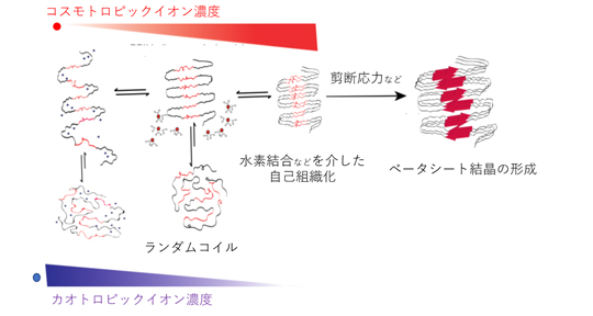 シルクタンパク質の繰り返し構造がイオンから受ける影響の模式図の画像