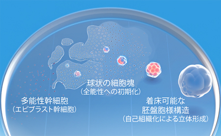多能性幹細胞を培養し、立体的な胚盤胞の分化を再現するの図