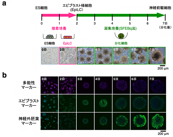 マウスES細胞から神経前駆細胞への分化誘導の図