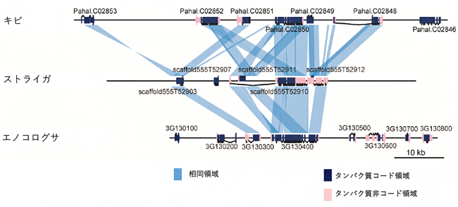 ストライガが宿主から獲得した遺伝子群のゲノム領域の比較の図