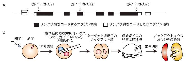 Triple-target CRISPR法によるノックアウトマウスの作製の図
