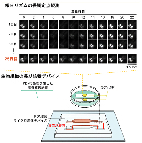 PDMS製流体チップ上での25日間の視交叉上核（SCN）活動測定の図
