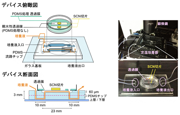 視交叉上核（SCN）の長期培養を行ったPDMS製マイクロ流体デバイスの図