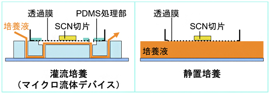 マイクロ流体デバイスを用いたSCN切片の灌流培養（左）と静置培養（右）の図