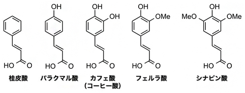 桂皮酸、カフェ酸などリグニンの熱分解で生成するフェノール誘導体の一部の図