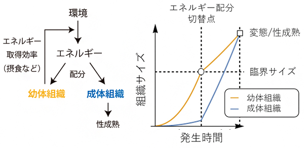 エネルギー配分モデルの図