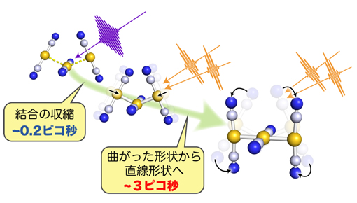 ジシアノ金錯体の会合体における結合生成過程とそれに伴った分子構造の変化の図