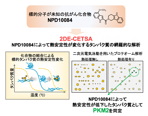 「2DE-CETSA」によるNPD10084の標的タンパク質の解析の図