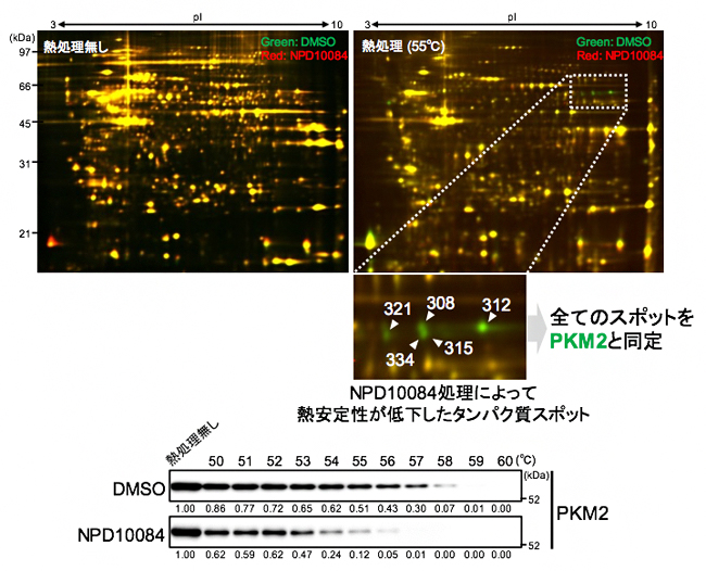 NPD10084によるPKM2タンパク質の熱安定性の低下の図