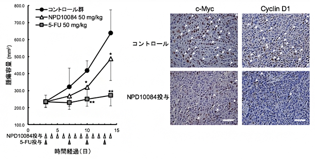 NPD10084による腫瘍増殖抑制（左）と腫瘍内におけるシグナル伝達阻害の図