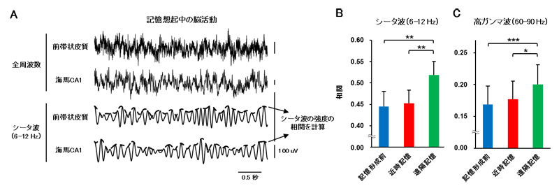 遠隔記憶想起時の前帯状皮質と海馬CA1領域の活動同期の図