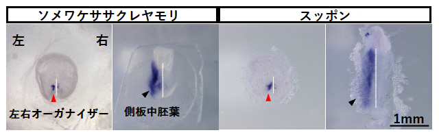 ソメワケササクレヤモリおよびスッポンの胚におけるNodal2遺伝子の発現パターンの図