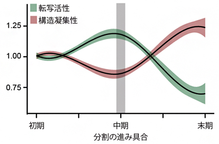 分割の進展に伴う転写活性（緑）と構造凝集性（赤）の変化の図