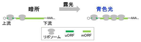 uORFの下流mORFの翻訳への影響のイメージ図の画像