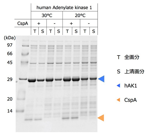 ヒト由来難発現タンパク質の発現量と可溶性に対するCspA添加の効果の図