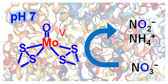 生体酵素が持つオキソモリブデン構造（左）は、硝酸イオン（NO3-）の図