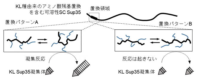 局所的な構造の動きが種特有タンパク質凝集体への反応性を制御するモデル図の画像