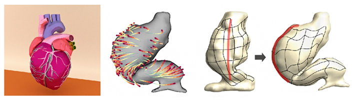 発生初期の心臓の外形変化と細胞の軌道計測に基づく組織変形動態の再構成の図