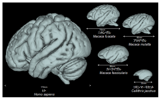 霊長類における脳の大きさと形の比較の図