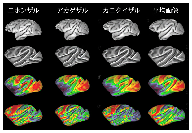 各種マカクサルの大脳皮質構築の図