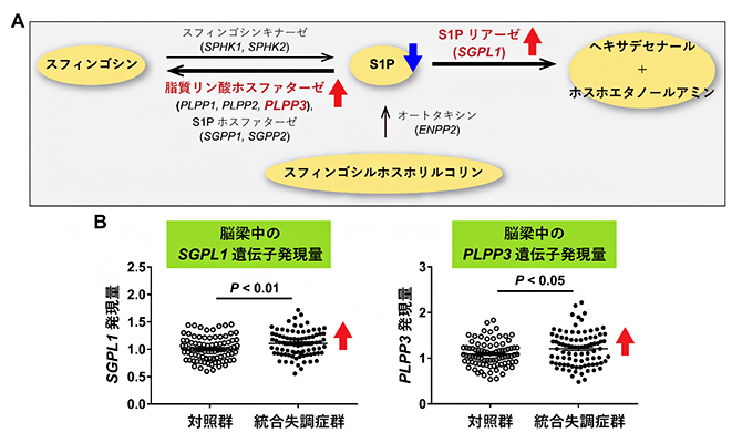 S1Pの合成・分解と関連する遺伝子の発現量の図