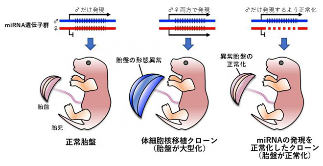 体細胞核移植クローンの胎盤異常は、miRNAの発現を正常化することで改善するの図
