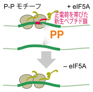 翻訳伸長因子eIF5Aによるリボソーム渋滞を防ぐメカニズムの図