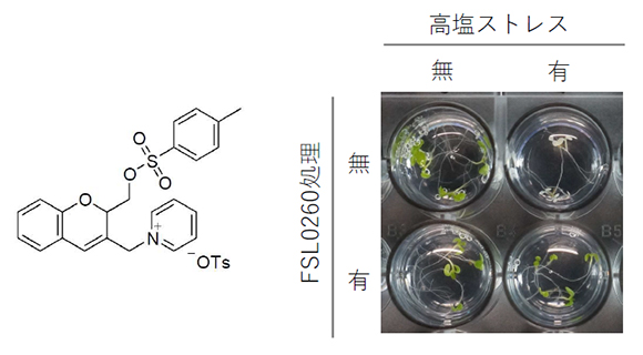 新規化合物FSL0260の構造式（左）と耐塩性実験（右）の図