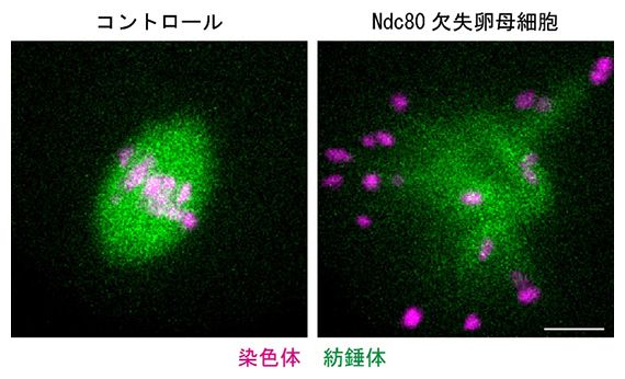 Ndc80タンパク質を欠失させたマウス卵母細胞における紡錘体の図