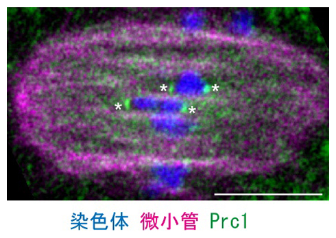 マウスの卵母細胞紡錘体におけるPrc1タンパク質の局在の図