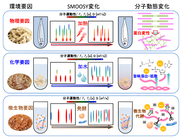 環境要因による水産食品の食感・呈味変化の分子動態解析の図